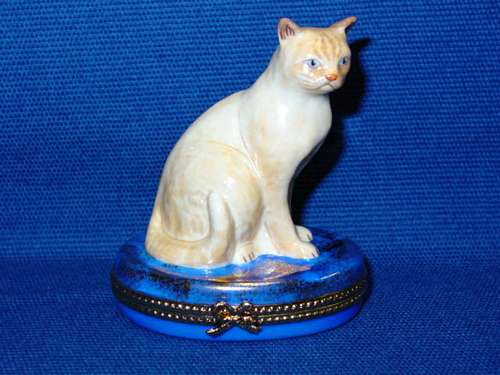 BRITISH SHORTHAIR